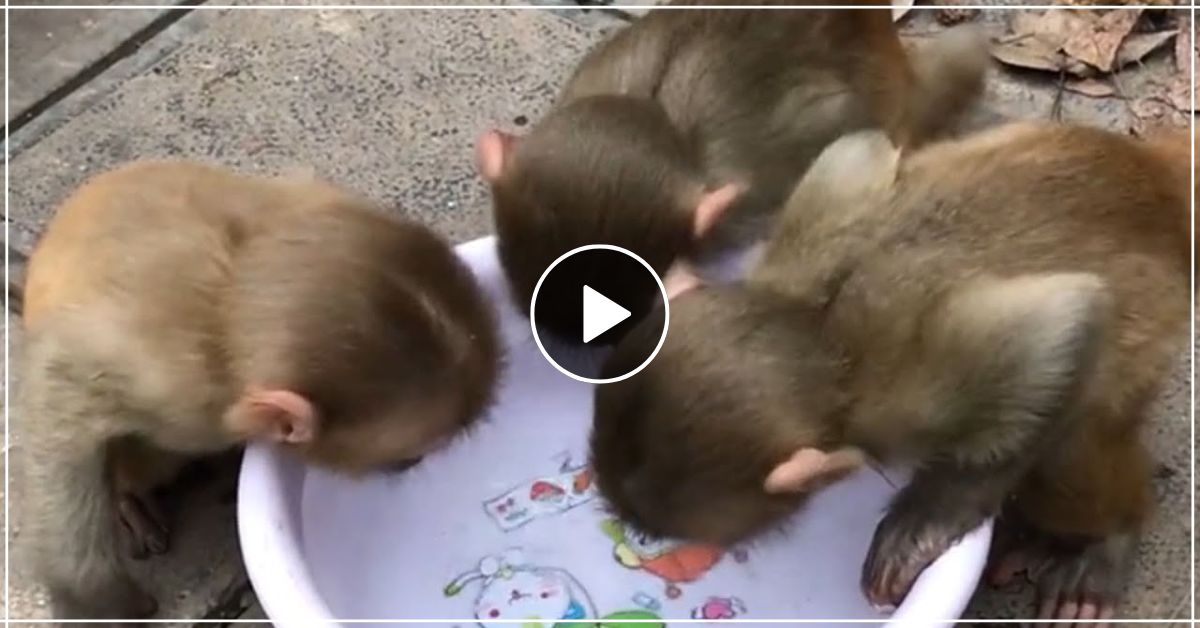 बंदर के बच्चों ने नहाने के लिए कर ली लड़ाई, चालक बन्दर ने दिमाग लगाकर किया ये काम- देखें मजेदार वीडियो