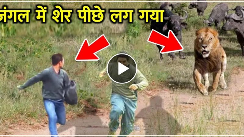 जंगल में घूम रहे दो शिकारियों के पीछे पड़ा भूखा शेर, जान बचाना हो गया मुश्किल लेकिन उल्टा पासा- देखें वीडियो