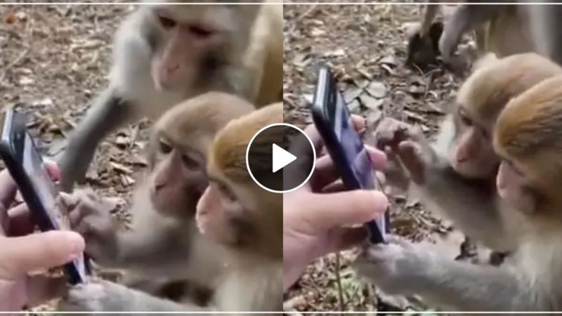 मोबाइल में नागिन डांस बंदर के पुरे झुंड ने खोया आपा, किया गजब का अज़गर डांस- मजेदार वीडियो हुआ वायरल
