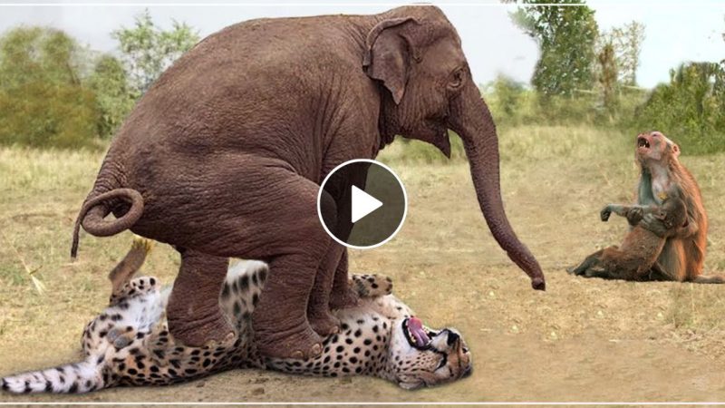 बंदर का शिकार करने पहुंचा था चीता, देख ग़ुस्से में हाथी ने कर दिया कुछ ऐसा- वीडियो वायरल