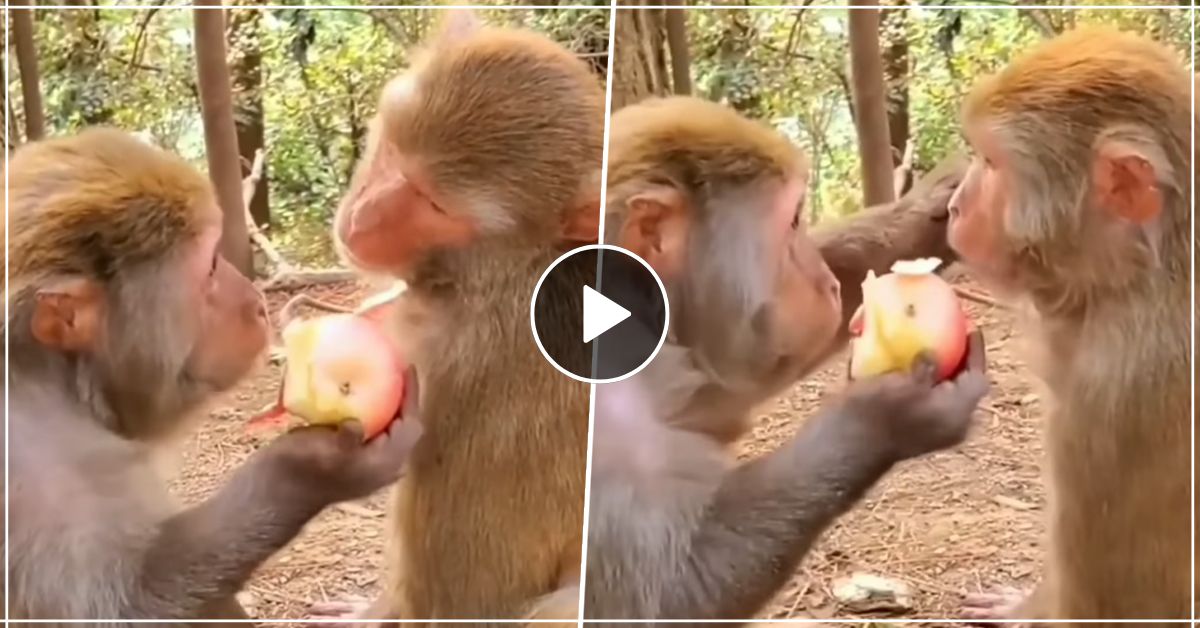 अपने साथी को दिखा-दिखा कर सेब खाते शरारती बंदर का वीडियो वायरल, नजारा देख हंसी से हो जाएंगे लोटपोट
