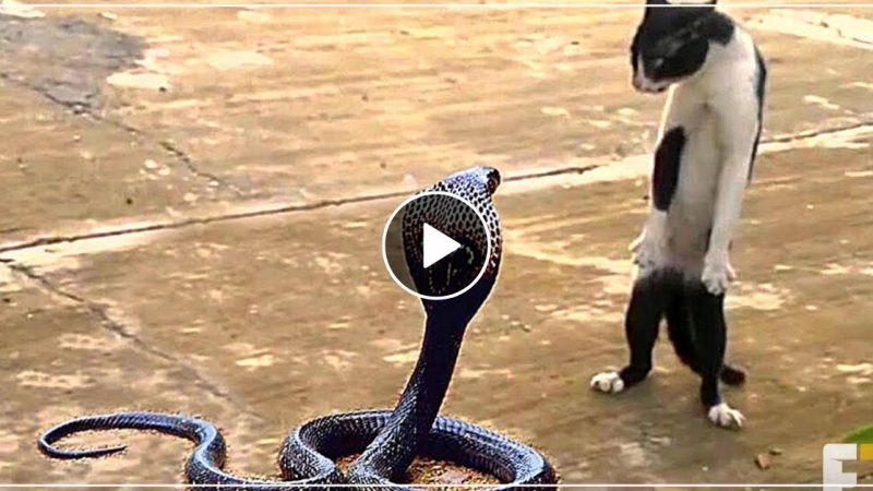 सांप को बिल्ली से पंगा लेना पड़ा भारी, बिल्ली ने ऐसा लिया बदला कि सांप की हालत हुई पंचर- देखें वीडियो