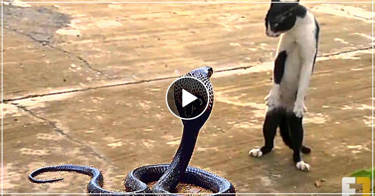 सांप को बिल्ली से पंगा लेना पड़ा भारी, बिल्ली ने ऐसा लिया बदला कि सांप की हालत हुई पंचर- देखें वीडियो