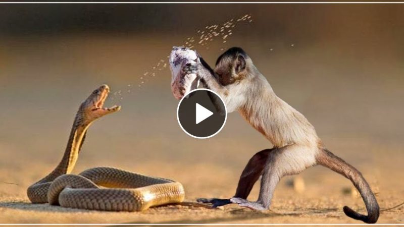 बंदर से पन्गा लेना सांप पर पड़ा भारी, पल भर में याद दिला दी नानी- देखें वीडियो