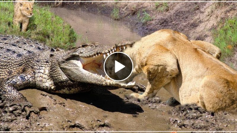 मगरमच्छ और शेरनी के बीच हुआ शिकार को लेकर भयंकर युद्ध, वीडियो देख हो जाएंगे हैरान
